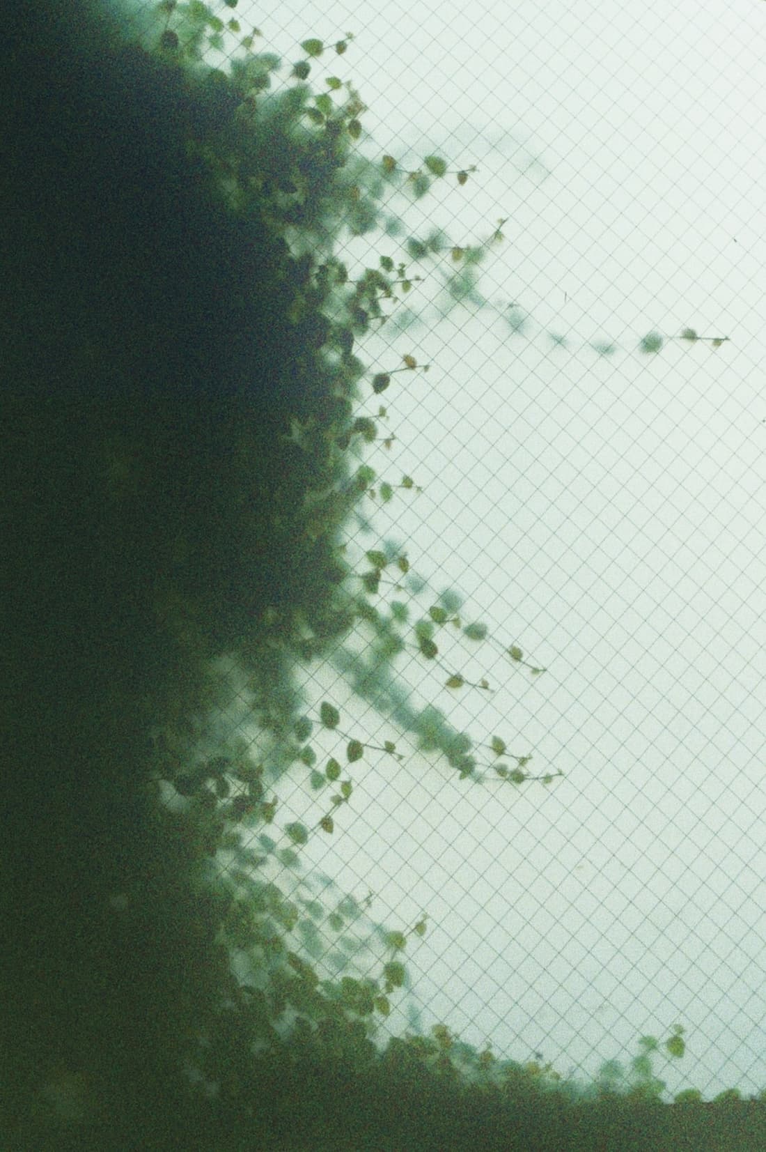 Plants