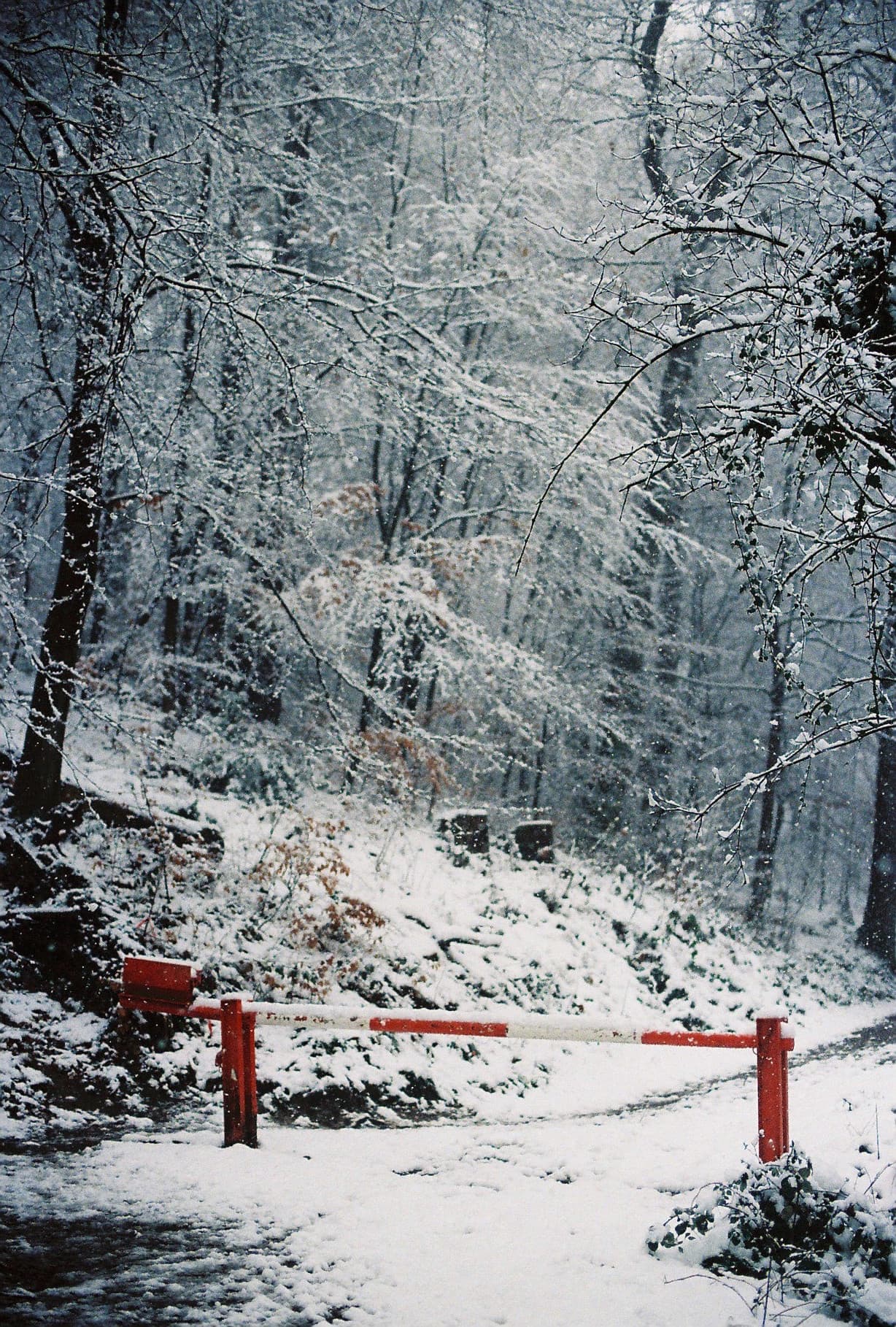 A snow-covered path in the woods is blocked by a bright red barrier, contrasting sharply with the white and gray winter landscape.