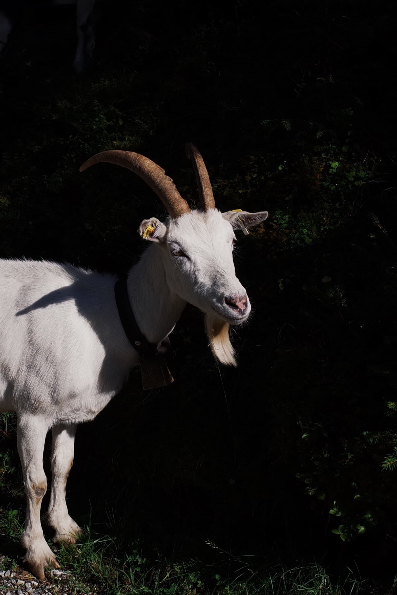 A white goat with curved horns stands partially in the shadows, with sunlight illuminating its face and highlighting its textured fur.